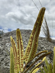 Serpocaulon triseriale, photograph (c) Nicolás Baresch Uribe, some rights reserved (CC BY)