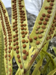 Serpocaulon triseriale, photograph (c) Nicolás Baresch Uribe, some rights reserved (CC BY)