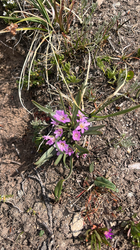 Lewisia pygmaea, photograph 1