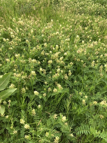 Chickpea Milkvetch