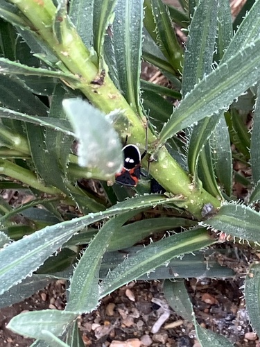 Small Milkweed Bug