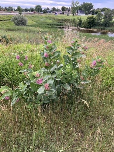 showy milkweed