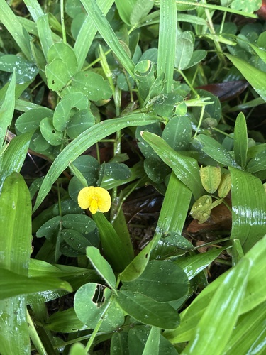 Arachis pintoi observed 2026-07-07