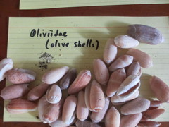 Olividae