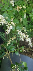 Ligustrum sinense