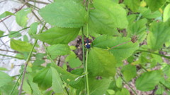 Dysdercus albofasciatus
