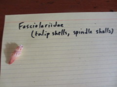 Fasciolariidae