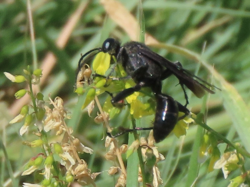 Prionyx atratus