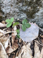 Fragaria virginiana glauca