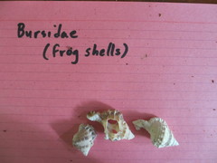 Bursidae