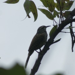 Campylorhynchus jocosus