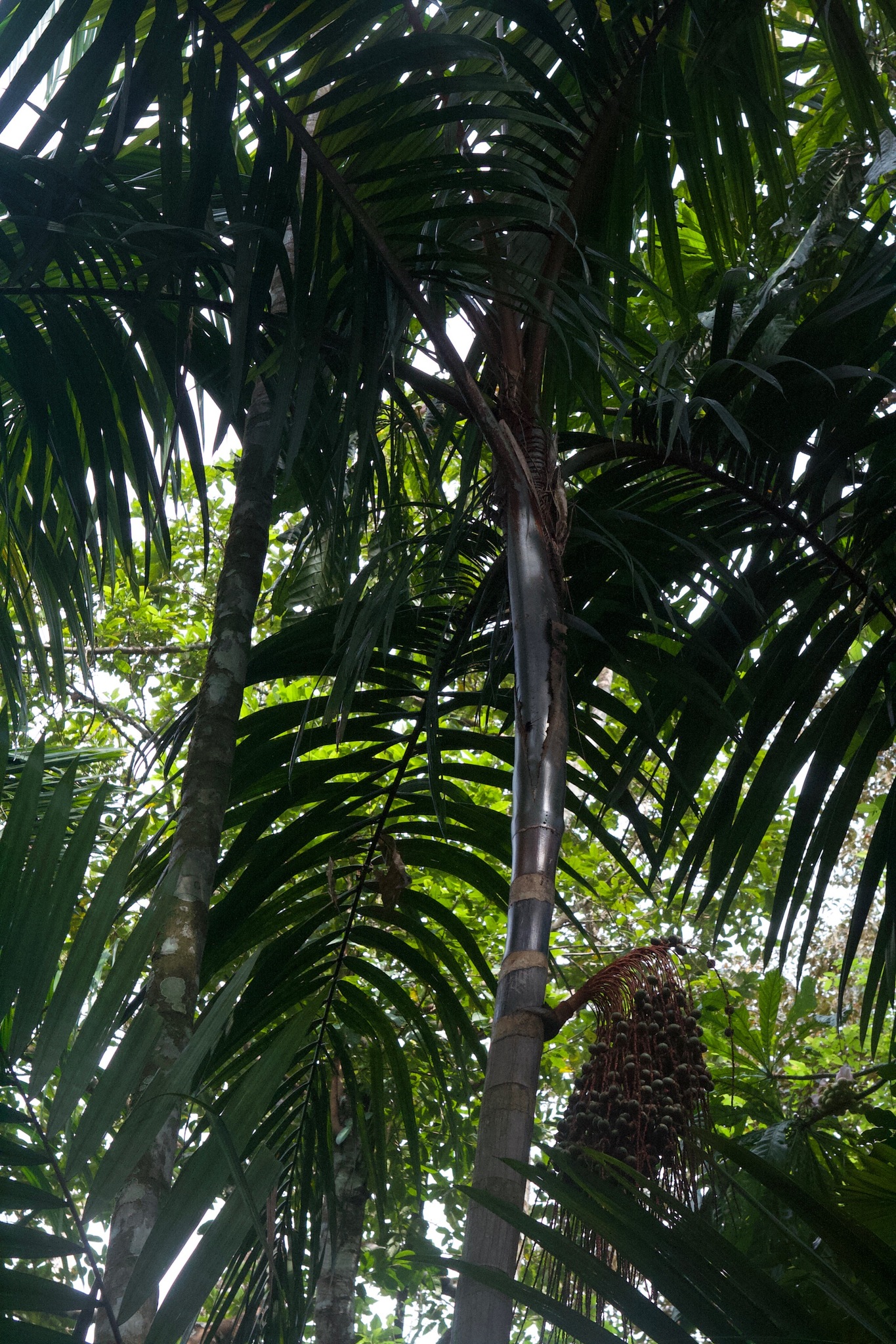 Imagem de Bacaba-de-leque