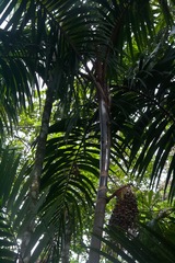 Oenocarpus mapora image