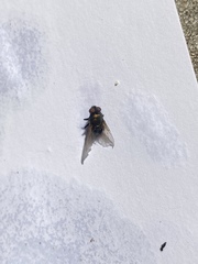 Lucilia illustris