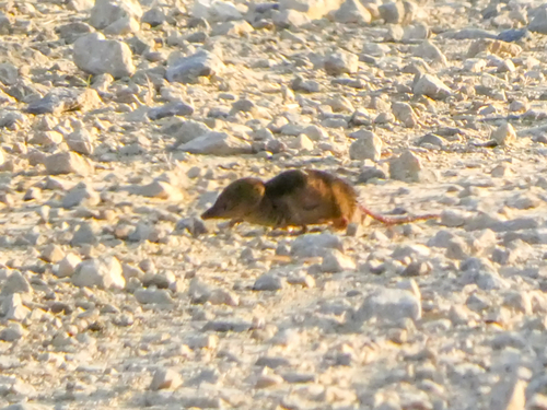Arctic Shrew