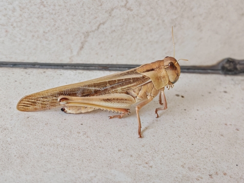 Migratory Locust