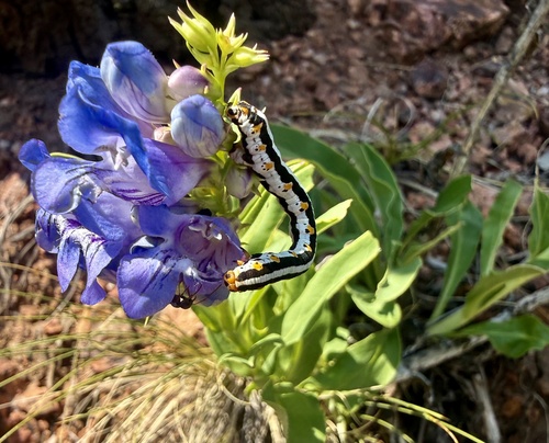 Penstemon glaber, photograph 5