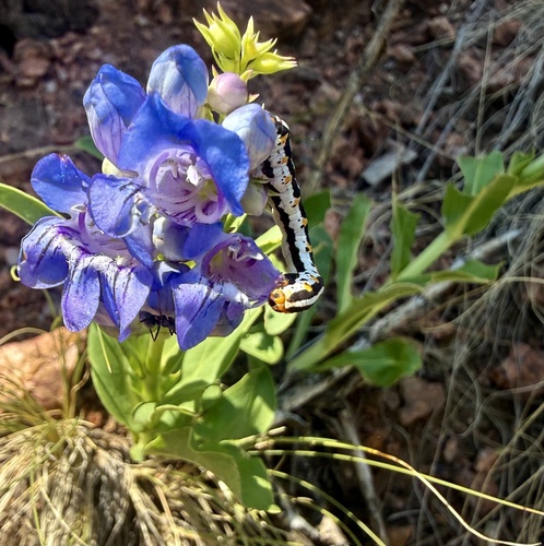 Penstemon glaber, photograph 6