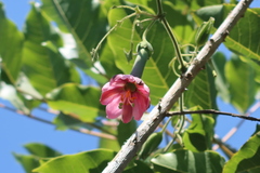 Passiflora tripartita mollissima