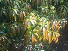 Mangifera indica