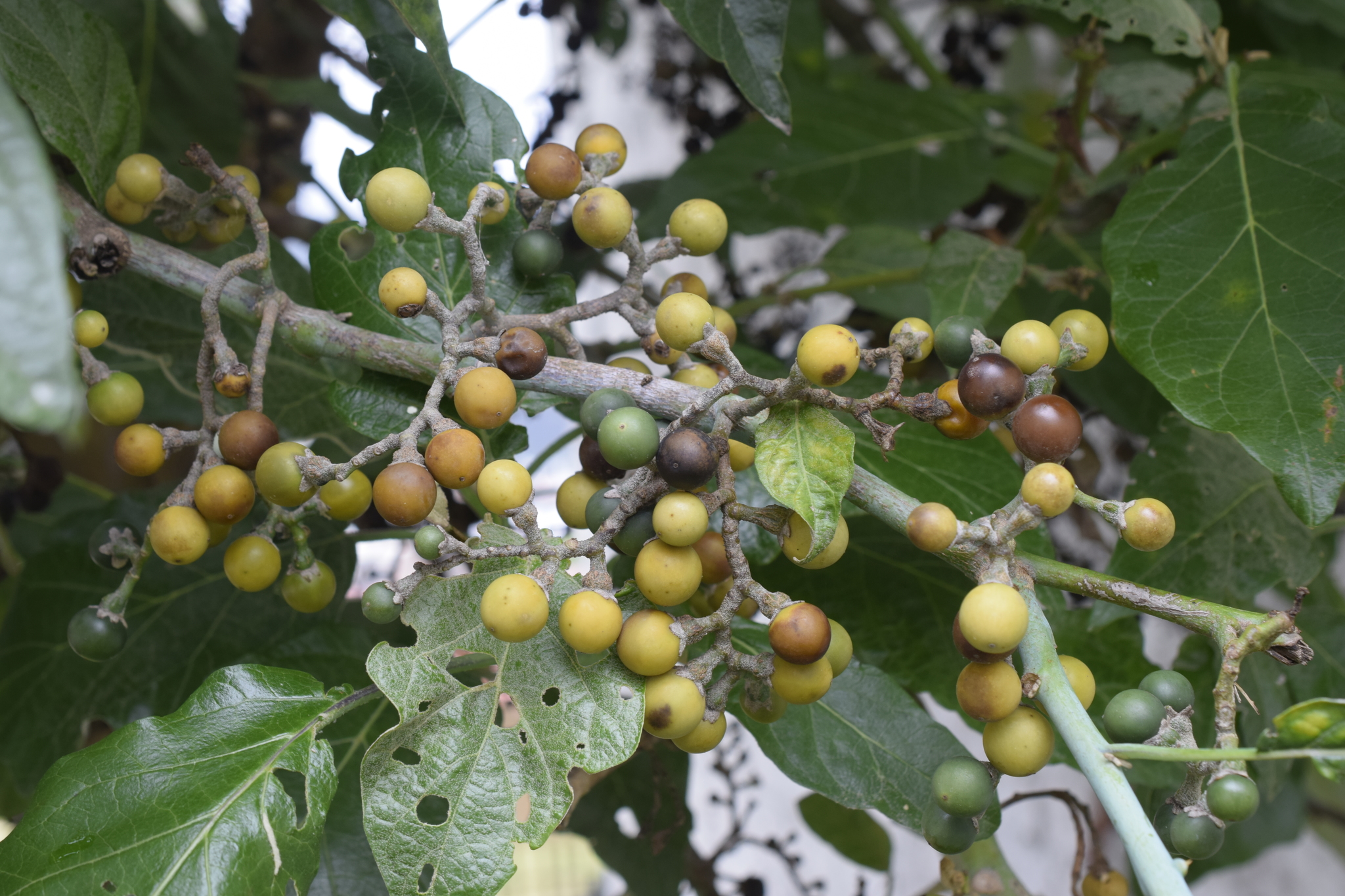 Solanum albidum image