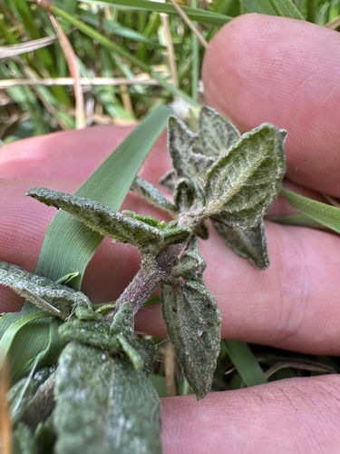 Chromolaena bullata, photograph 2