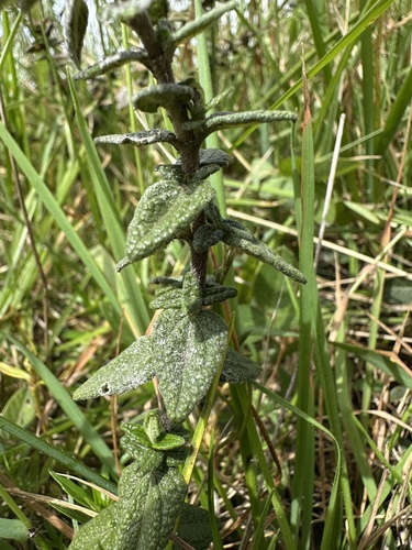 Chromolaena bullata, photograph 3