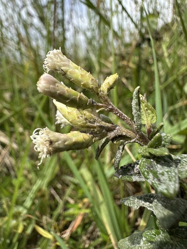 Chromolaena bullata, photograph 1