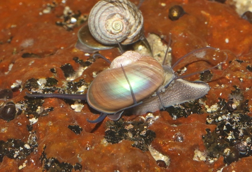 Margarites helicinus observed 2026-06-11