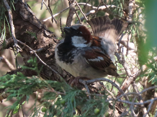 House Sparrow