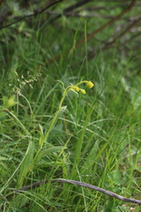 Senecio bigelovii, photograph (c) Austin Saunders, some rights reserved (CC BY)