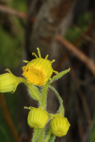 Senecio bigelovii, photograph 4