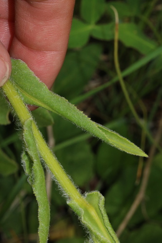 Senecio bigelovii, photograph 6
