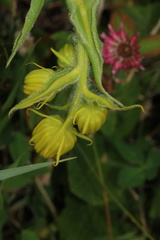 Senecio bigelovii, photograph (c) Austin Saunders, some rights reserved (CC BY)