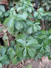 Pereskia