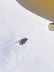 Lucilia illustris