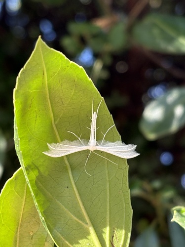 White Plume Moth