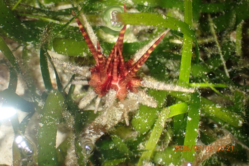 Prionocidaris baculosa observed 2026-07-03
