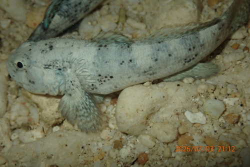 Bathygobius cyclopterus observed 2026-07-03