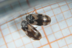 Trogoderma angustum