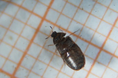 Trogoderma angustum