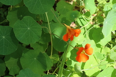 Tropaeolum majus