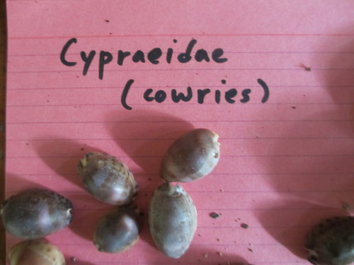Cypraeidae image
