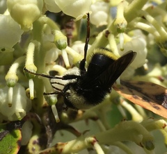 Criorhina aurea