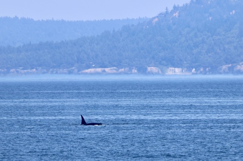 Sighting photo