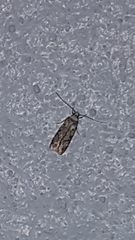 Endrosis sarcitrella
