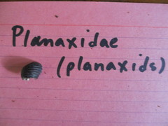 Planaxidae