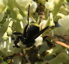 Criorhina aurea