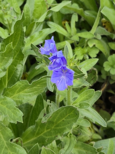 purple viper's-bugloss