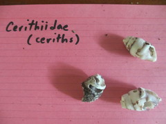 Cerithiidae